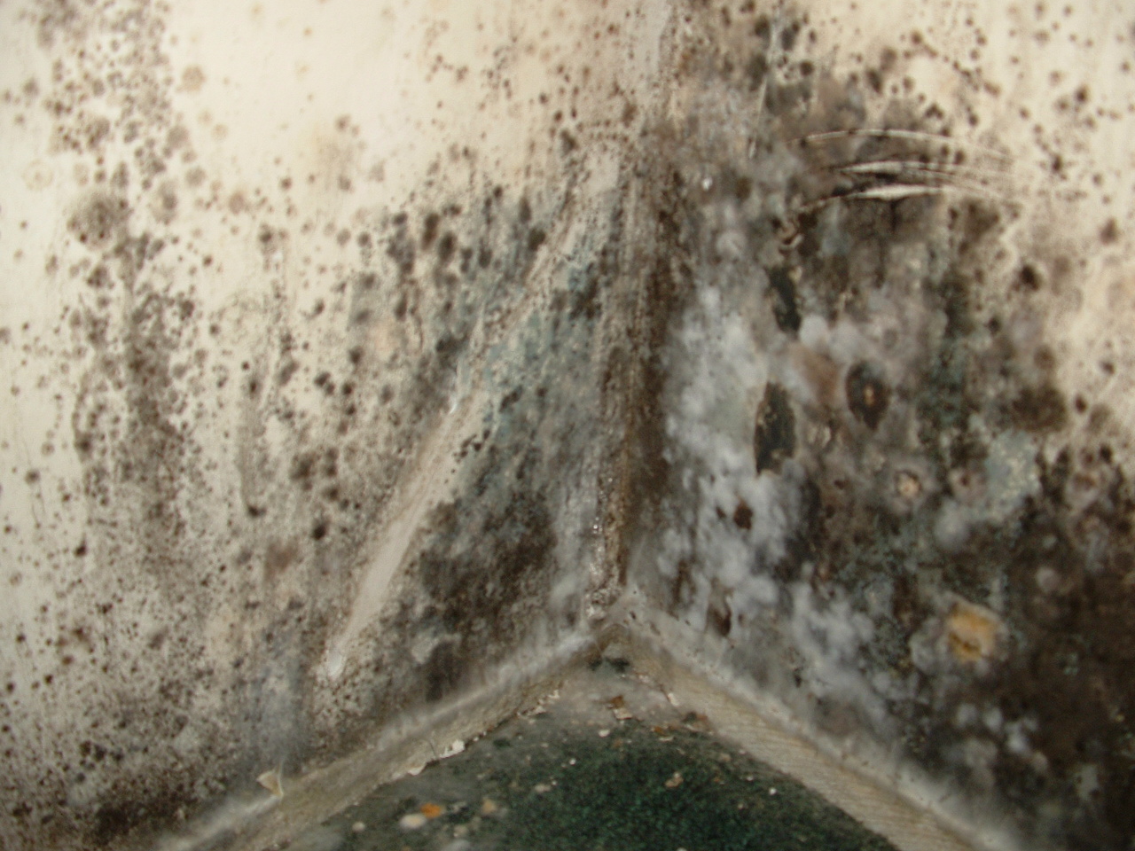 Mold_Picture.jpg